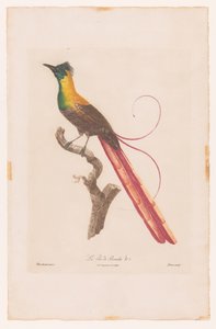 枝にとまる極楽鳥 La Pie de Paradis No 5 (オブジェクトのタイトル) 作： Jacques Louis Perée