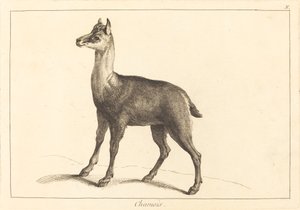 シャモア（シャモア） 作： Jacques Philippe Le Bas and Jean Eric Rehn after Jean Baptiste Oudry