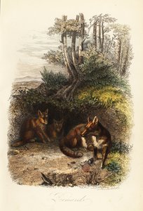 アカギツネ（Vulpes vulpes）の家族が巣穴の外にいる様子 作： Jacques Raymond (after) Brascassat