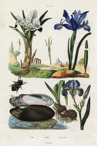 アイリス、ムール貝、カブトムシ。 作： Jacques Reyne Isidore Acarie Baron