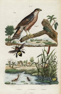 ハイタカ、カゲロウ、ミツバチ、1834-1839 (彫刻) 作： Jacques Reyne Isidore Acarie Baron