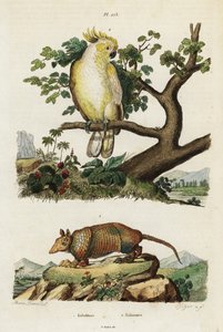 黄色い紋付きのオウムとアルマジロ。 作： Jacques Reyne Isidore Acarie Baron