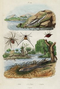 ウミウシ、庭のクモ、ヨーロッパワカサギ、1834-1839 (彫刻) 作： Jacques Reyne Isidore Acarie Baron
