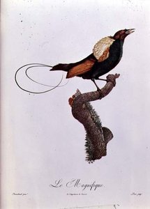 ジャック・ルイ・ペリー（b.1769）によって彫刻された鳥の楽園（カラー彫刻） 作： Jacques (after) Barraband