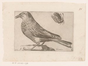 ムクドリ (Sturnus vulgaris) キャンセル（オブジェクトのタイトル） 鳥（シリーズタイトル） 作： Jacques de Fornazeris