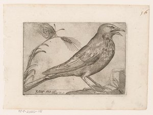 ムクドリ (Sturnus vulgaris) キャンセル（オブジェクトのタイトル） 鳥（シリーズタイトル） 作： Jacques de Fornazeris