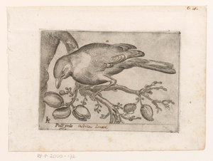 Vogel Poli gola (title on object) Vogels (series title)   1364599   ja       japanese Successfully Translated  Original: Stephans Quintet (MIRI Image) Translat: Stephan