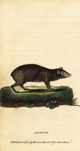 Agouti、Dasyprocta 種。 ,1800年（刻印）