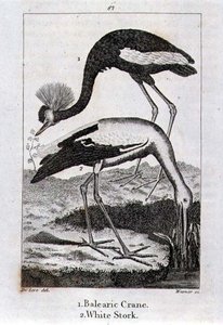 バレアリック・クレーンとホワイト・コウノトリ（オリバー・ゴールドスミス著「History of Earth and Animated Nature」より、ロンドンで出版されたもの 作： Jacques de Seve