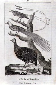 ロンドンで出版されたオリバー・ゴールドスミスの「A History of the Earth and Animated Nature」より、極楽鳥とギニア・フォウル。 作： Jacques de Seve