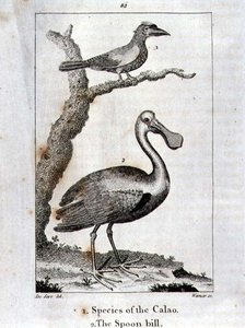ロンドンで出版されたオリバー・ゴールドスミスの「A History of Earth and Animated Nature」から「Calao and The Spoon Bill」。