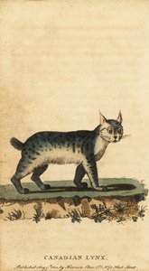 カナダ オオヤマネコ、Lynx canadensis、1800 年 (彫刻)
