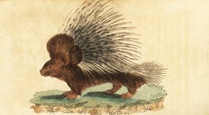 ヤマアラシ、Hystrix cristata、1800 年 (彫刻)