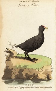 Eurasian coot, Fulica atra 作： Jacques de Seve