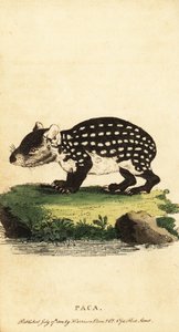 低地のパカまたは斑点のあるパカ、Cuniculus paca。、1800年（彫刻）