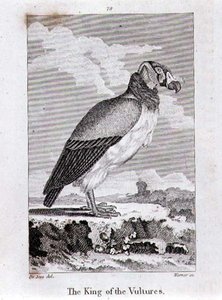 ロンドンで出版されたオリバー・ゴールドスミスの「History of the Earth and Animated Nature」から「The King of The Vultures（ハゲタカの王）」。
