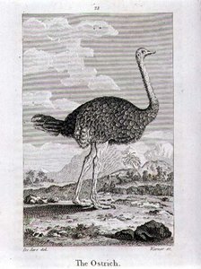 ロンドンで出版されたオリバー・ゴールドスミスの「A History of the Earth and Animated Nature」に登場するダチョウ。