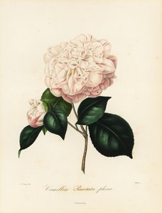 Camellia japonica variety, Camellia punctata plena