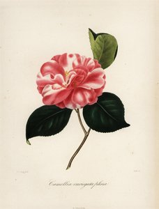 Camellia japonica variety, Camellia variegata plena