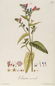 エキウム：オリエンタル、"Icones Plantarum "より、1763年頃（エングレーヴィング）