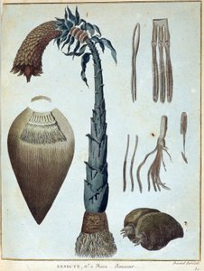 バナナ - ジェームズ・ブルース著「1768年から1772年の間にナイル川の源流を発見するために行われたヌビアとアビシニアへの旅」（第1巻）、パリ 作： James Bruce