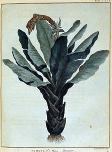 バナナ - ジェームズ・ブルース著「1768年から1772年の間にナイル川の源流を発見するために行われたヌビアとアビシニアへの旅」（第1巻）、パリ 作： James Bruce