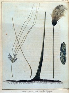 Cyperus papyrus, strain of Egypt - James Bruce著「Journey to Nubia and Abyssinia undertaken to discover the source of the Nile during the year 1768 to 1772」, vol.1, Parisにて。 作： James Bruce