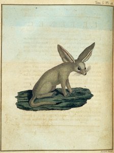 フェネック - ジェームズ・ブルース著「1768年から1772年にかけてナイル川の源流を発見するために行われたヌビアとアビシニアへの旅」（第1巻）、パリ 作： James Bruce