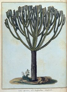 Kol-quall（コル・コール）、ユーフォルビア（サボテン）......ジェームズ・ブルース著『Journey to Nubia and Abyssinia undertaken to discover the source of the Nile during the year 1768 to 1772（1768年から1772年にかけてナイル川の源流を発見するために行われたヌビアとアビシニアへの旅）』第1巻、パリ 作： James Bruce
