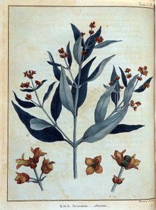 ラック、アビセンヌ - ジェームズ・ブルース著「1768年から1772年にかけてナイル川の源流を発見するために行ったヌビアとアビシニアの旅」第1巻、パリ 作： James Bruce