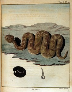 蛇 - ジェームズ・ブルース著「1768年から1772年の間にナイル川の源流を発見するために行われたヌビアとアビシニアへの旅」（パリ）より 作： James Bruce
