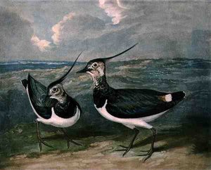 チャールズ・ターナー（1773-1857）が彫刻し、R.アッカーマンが1810年頃に出版した「British Feather Game」のプレート9に掲載されているチドリのメゾチント彫刻 作： James (after) Barenger