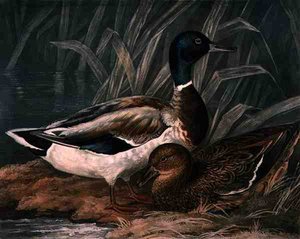 チャールズ・ターナー（1773-1857）が彫刻し、R.アッカーマンが1810年頃に出版した「British Feather Game」の第5版「Wild Ducks」（メゾチント・エングレーヴィング）。 作： James (after) Barenger