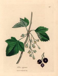 ブラックカラントの木、Ribes nigrum、ウィリアム・ウッドビルのジェームズ・ソワービーによる植物図とウィリアム・ジャクソン・フッカー卿の「医学植物学」1832 年 (手彩色の銅版彫刻)
