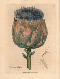 青と紫の花のアーティチョーク、Cynara scolymus、ウィリアム ウッドビルのジェームズ ソワービーとサー ウィリアム ジャクソン フッカーの「医学植物学」1832 による植物のイラスト (手彩色の銅版彫刻)
