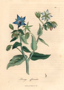 ウィリアム・ウッドビルのジェームズ・ソワービーとウィリアム・ジャクソン・フッカー卿の「医学植物学」1832年による植物のイラストからの青い花のルリジサ、ボラゴ・オフィシナリス（手描きの銅版彫刻） 作： James (after) Sowerby