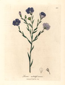 青い花の亜麻、Linum usitatissimum、ウィリアム・ウッドビルのジェームズ・ソワービーによる植物図とウィリアム・ジャクソン・フッカー卿の「医学植物学」1832年 (手彩色の銅版彫刻) 作： James (after) Sowerby