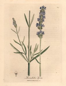 青い花のラベンダー、Lavandula spica、ウィリアム・ウッドビルのジェームズ・ソワービーによる植物図とウィリアム・ジャクソン・フッカー卿の「医学植物学」1832年（手彩色の銅版彫刻） 作： James (after) Sowerby