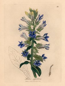 青い花のロベリアまたは枢機卿の花、ロベリア siphilitica、ウィリアム ウッドヴィルとサー ウィリアム ジャクソン フッカーの「Medical Botany」1832 の James Sowerby による植物のイラスト (手彩色の銅版の彫刻) 作： James (after) Sowerby