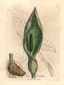一般的なアルム、Arum maculatum、ウィリアム・ウッドビルのジェームズ・ソワービーによる植物図とウィリアム・ジャクソン・フッカー卿の「医学植物学」1832年 (手描きの銅版彫刻) 作： James (after) Sowerby
