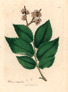 一般的なニレの木、ウルムス・カンペストリス、ウィリアム・ウッドヴィルのジェームズ・ソワービーによる植物図とウィリアム・ジャクソン・フッカー卿の「医学植物学」1832年（手彩色の銅版彫刻） 作： James (after) Sowerby