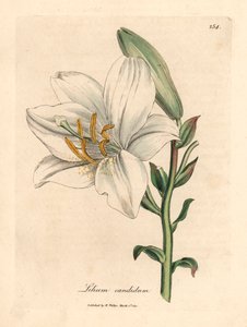 一般的な白いユリ、Lilium candidum、William Woodville の James Sowerby による植物図と、Sir William Jackson Hooker の「Medical Botany」1832 (手彩色の銅版画の彫刻)