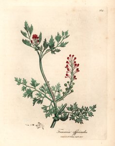ウィリアム・ウッドヴィルとサー・ウィリアム・ジャクソン・フッカーの「医学植物学」1832年のジェームズ・ソワービーによる植物のイラストからの深紅の花のフミトリー、フマリア・オフィシナリス（手彩色の銅版彫刻）