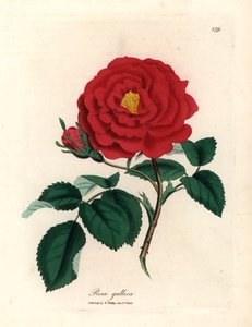 真紅のオフィシナル ローズ、ローザ ガリカ、ウィリアム ウッドビルのジェームズ ソワービーによる植物図とウィリアム ジャクソン フッカー卿の「医学植物学」1832 年 (手彩色の銅版画の彫刻) 作： James (after) Sowerby