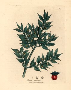 緑の花の肉屋のほうき、Ruscus aculeatus、ウィリアム・ウッドビルのジェームズ・ソワービーとサー・ウィリアム・ジャクソン・フッカーの「医学植物学」1832年の植物図から（手彩色の銅版彫刻）