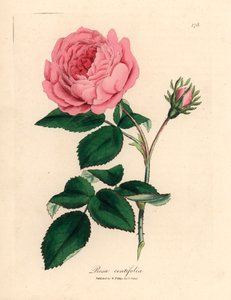 大きなピンク色の百葉のバラ、Rosa centifolia、ウィリアム ウッドヴィルの James Sowerby とウィリアム ジャクソン フッカー卿の「Medical Botany」1832 による植物のイラスト (手彩色の銅版彫刻) 作： James (after) Sowerby
