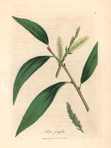 クラック ヤナギ、Salix fragilis の葉と尾状花序、1832 年にウィリアム ウッドヴィルとサー ウィリアム ジャクソン フッカーの「医学植物学」からジェームズ・ソワービーが描いた植物のイラスト (手彩色の銅版彫刻) 作： James (after) Sowerby