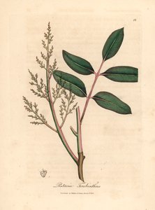 ウィリアム・ウッドヴィルとサー・ウィリアム・ジャクソン・フッカーの「医学植物学」1832年のジェームズ・ソワービーによる植物のイラストからのキアンの木またはキプロスのテレビン油の木、Pistacia terebinthusの葉と花（手塗りの銅版の彫刻） 作： James (after) Sowerby