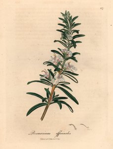 ライトブルーの花のローズマリー、Rosmarinus officinalis、ウィリアム・ウッドビルのジェームズ・ソワービーによる植物図とウィリアム・ジャクソン・フッカー卿の「医学植物学」1832年 (手描きの銅版彫刻)