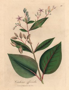 ピンクの花が咲くペルーの樹皮の木、Cinchona officinalis、ウィリアム・ウッドビルのジェームズ・ソワービーによる植物図とウィリアム・ジャクソン・フッカー卿の「医学植物学」1832年 (手描きの銅版彫刻) 作： James (after) Sowerby